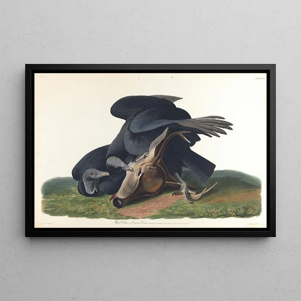 Vautour noir ou corbeau commun - John James Audubon — gerahmtes Bild an der Wand