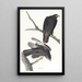 Krieger schwarz - John James Audubon — gerahmtes Bild an der Wand