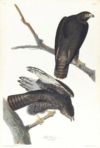 John James Audubon - Black warrior.webp