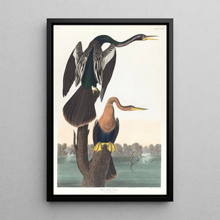 John James Audubon - Blackbelled darter.webp