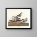 Pluvier à ventre noir - John James Audubon — gerahmtes Bild an der Wand