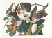 Coucou à bec noir - John James Audubon — Ansicht des Kunstwerks