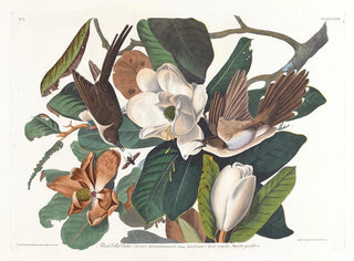 John James Audubon - Blackbilled cuckoo.webp