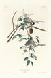 Mésange à tête noire - John James Audubon — Ansicht des Kunstwerks