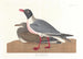 Möwenschwarm - John James Audubon — Ansicht des Kunstwerks
