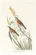 Bruant à gorge noire - John James Audubon — Ansicht des Kunstwerks