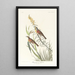 Bruant à gorge noire - John James Audubon — gerahmtes Bild an der Wand