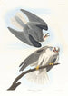 Buse à ailes noires - John James Audubon — Ansicht des Kunstwerks