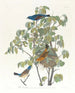 Gros-bec bleu - John James Audubon — Ansicht des Kunstwerks