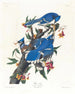 Blauhäher - John James Audubon — Ansicht des Kunstwerks
