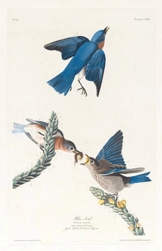 John James Audubon - Bluebird.webp