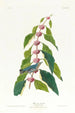 Paruline blau-grün - John James Audubon — Ansicht des Kunstwerks
