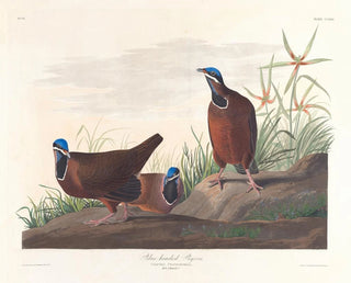 John James Audubon - Blueheaded pigeon.webp
