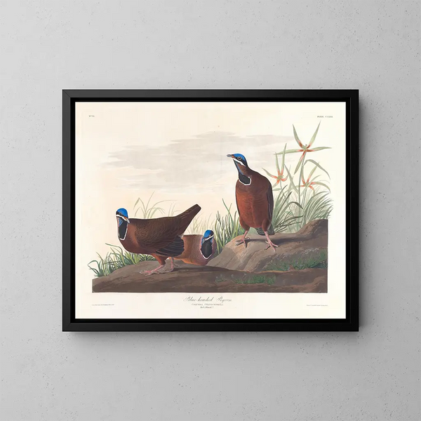 Taube mit blauer Kopf - John James Audubon — gerahmtes Bild an der Wand