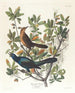 Quiscale à queue de bateau - John James Audubon — Ansicht des Kunstwerks