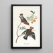 Jaseur bohémien - John James Audubon — gerahmtes Bild an der Wand