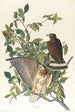 Buse à larges ailes - John James Audubon — Ansicht des Kunstwerks