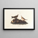 Alouette brune - John James Audubon — gerahmtes Bild an der Wand