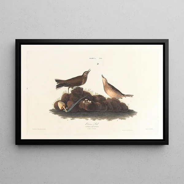 John James Audubon - Brown lark.webp