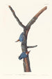 Sittelle à tête brune - John James Audubon — Ansicht des Kunstwerks