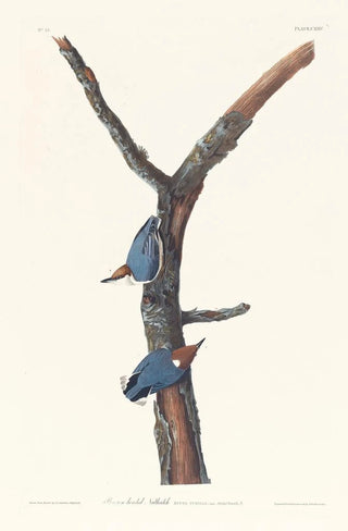 John James Audubon - Brownheaded nuthatch.webp