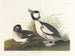Enten mit Buffet-Kopf - John James Audubon — Ansicht des Kunstwerks