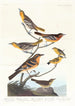 Bullock-Oriole, Baltimore-Oriole, Mexikanischer Stieglitz, Vielschnabel, Bachstelze - John James Audubon — Ansicht des Kunstwerks