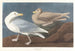 Goéland bourgmestre - John James Audubon — Ansicht des Kunstwerks