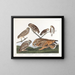 Eulenkäfige - John James Audubon — gerahmtes Bild an der Wand