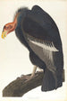 Kalifornischer Geier - John James Audubon — Ansicht des Kunstwerks