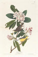 Paruline du Canada - John James Audubon — Ansicht des Kunstwerks