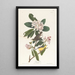 Paruline du Canada - John James Audubon — gerahmtes Bild an der Wand