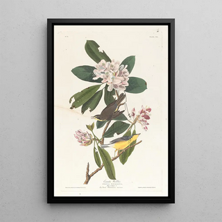 John James Audubon - Canada warbler.webp