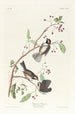Mésange du Canada - John James Audubon — Ansicht des Kunstwerks