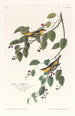Paruline carbonée - John James Audubon — Ansicht des Kunstwerks