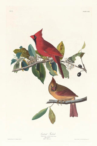 John James Audubon - Cardinal grosbeak.webp