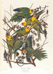 Papagei von Caroline - John James Audubon — Ansicht des Kunstwerks