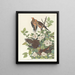 Tourterelle des Carolines - John James Audubon — gerahmtes Bild an der Wand