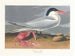 Cayenne terne - John James Audubon — Ansicht des Kunstwerks
