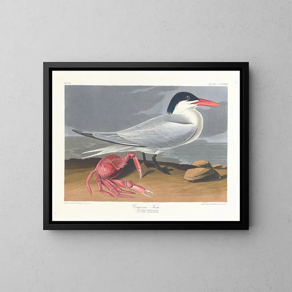 Cayenne terne - John James Audubon — gerahmtes Bild an der Wand