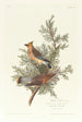 Jaseur des cèdres - John James Audubon — Ansicht des Kunstwerks