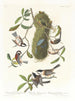 Meise mit braunem Rücken, Schwarzkopf-Meise, Braunkrone-Meise - John James Audubon — Ansicht des Kunstwerks