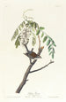 Bruant familier - John James Audubon — Ansicht des Kunstwerks