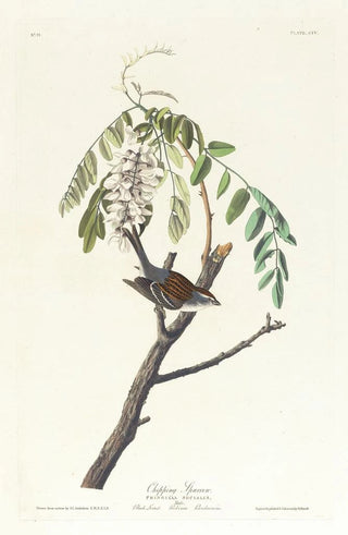John James Audubon - Chipping sparrow.webp
