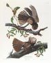 La veuve de Chuck Wills - John James Audubon — Ansicht des Kunstwerks