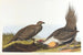 Coq des plaines - John James Audubon — Ansicht des Kunstwerks