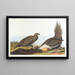 Coq des plaines - John James Audubon — gerahmtes Bild an der Wand