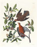 Columba zenaida - John James Audubon — Ansicht des Kunstwerks