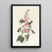 Kolibri aus Kolumbien - John James Audubon — gerahmtes Bild an der Wand