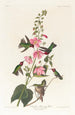 Kolibri aus Kolumbien - John James Audubon — Ansicht des Kunstwerks